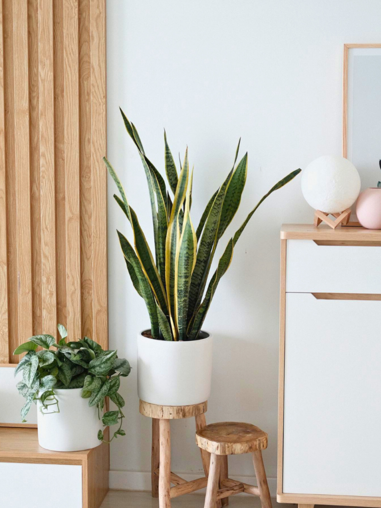 corner stand for plants