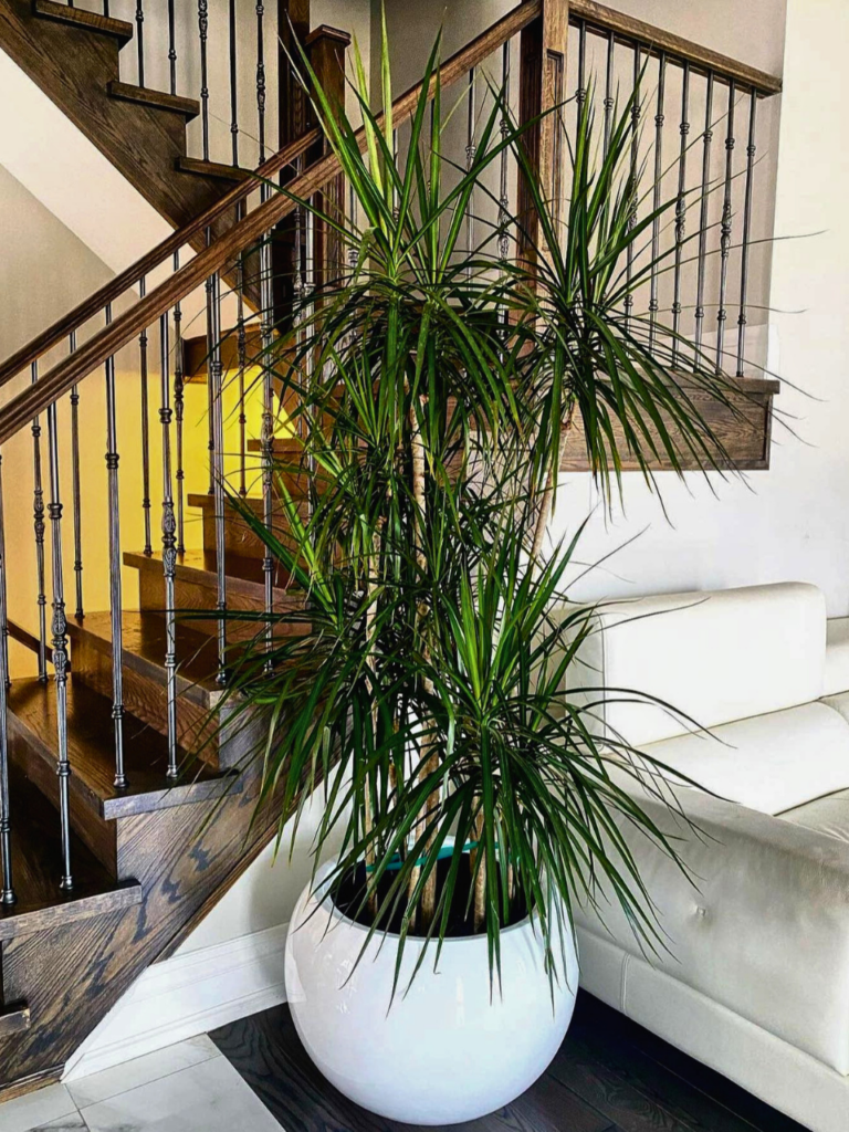 cozy corner with plants