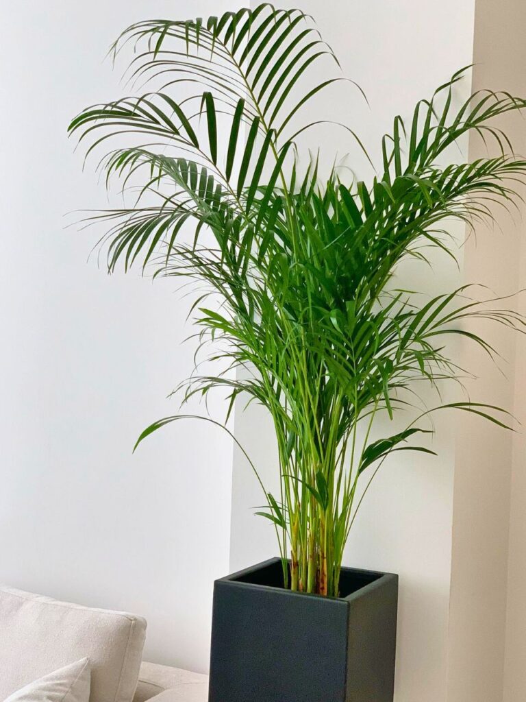 cozy living room with plants 1