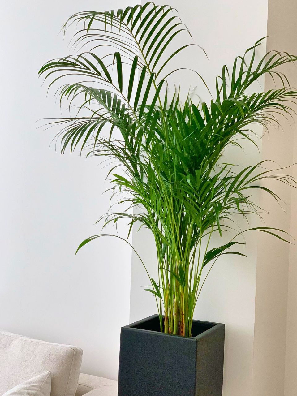 Picture of 30 Must-Have Plants to Elevate Your Living Room Decor | Houseplant Alley