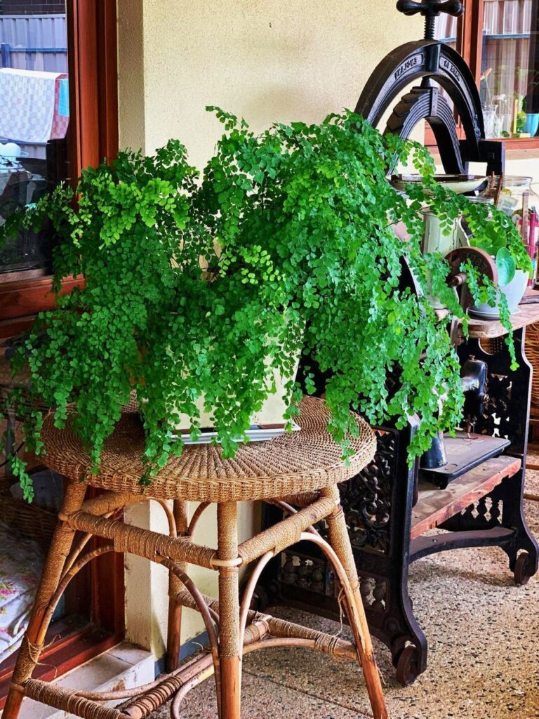 decorating with plants in living room 1