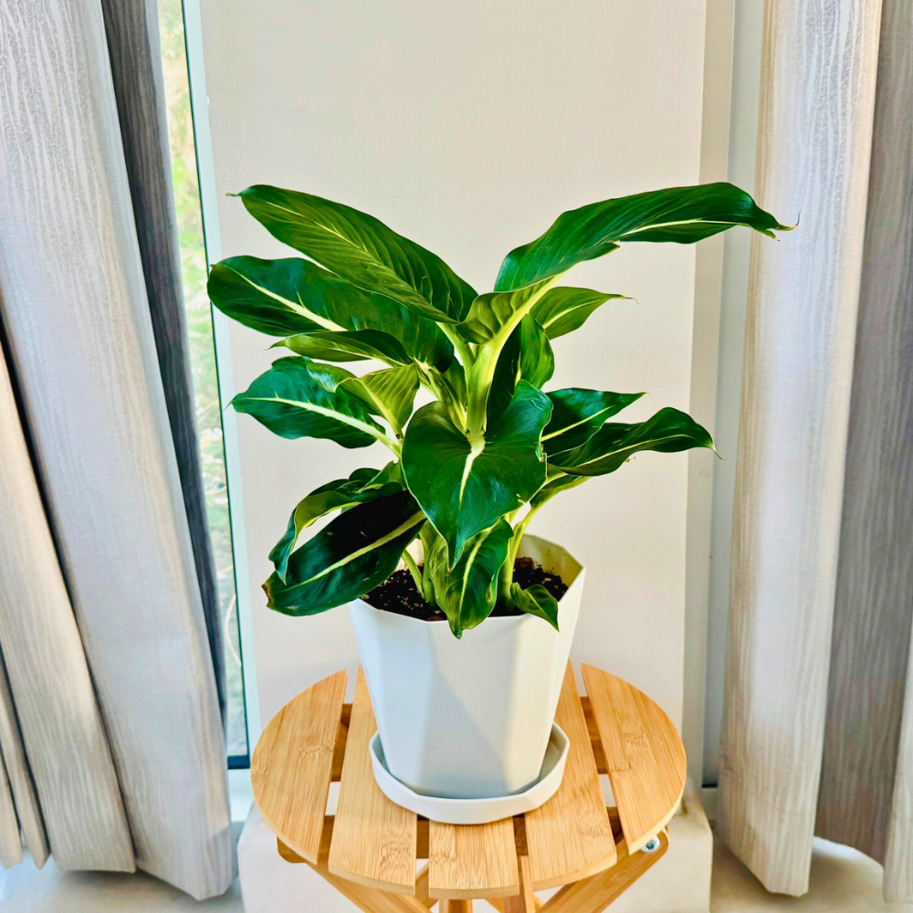 dieffenbachia for low light bathroom 1