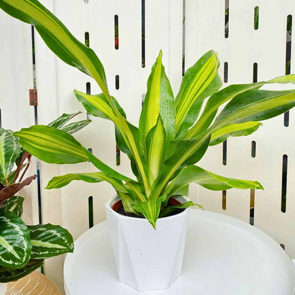 dracaena for low light bathroom