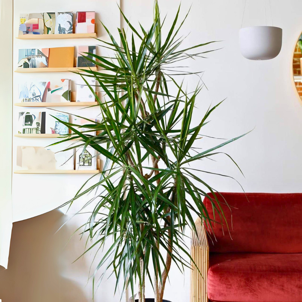 dracaena marginata for low light bedroom 1