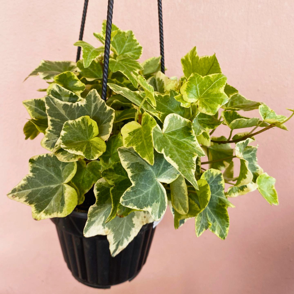 english ivy for low light bathroom 1