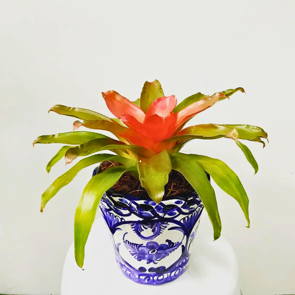 guzmania bromeliad for low light office 1