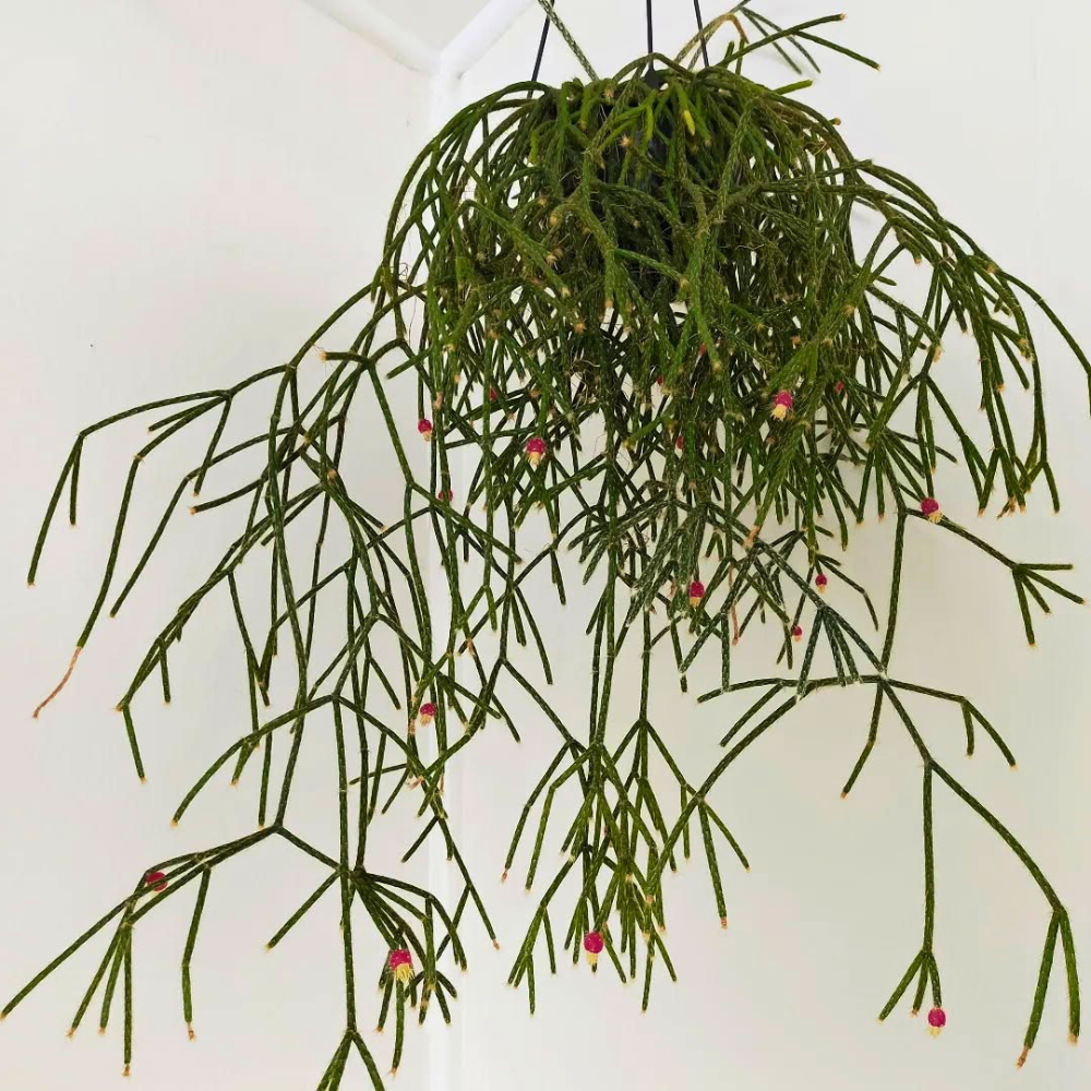 hanging house plant in living room corner