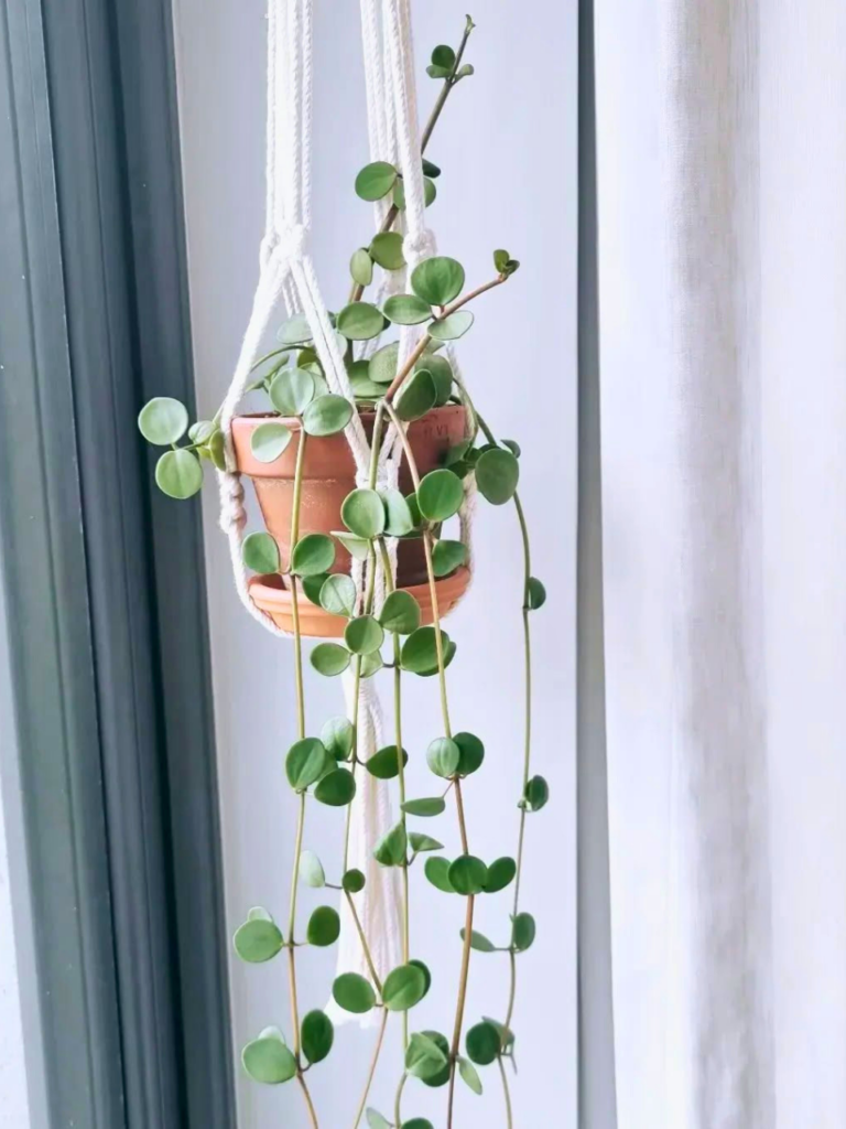 hanging plants corner living rooms
