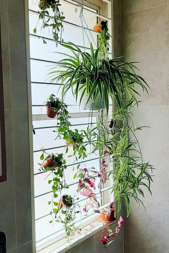 hanging plants indoor window