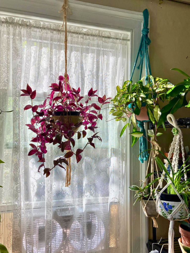 hanging plants near window