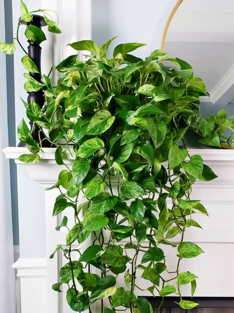 hanging pothos for living room