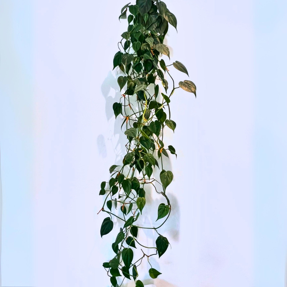 heartleaf philodendron for low light bathroom