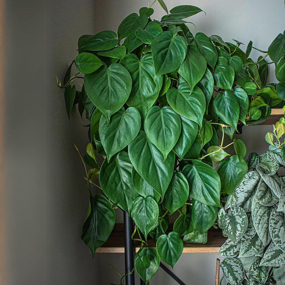 heartleaf philodendron for low light bedroom 1
