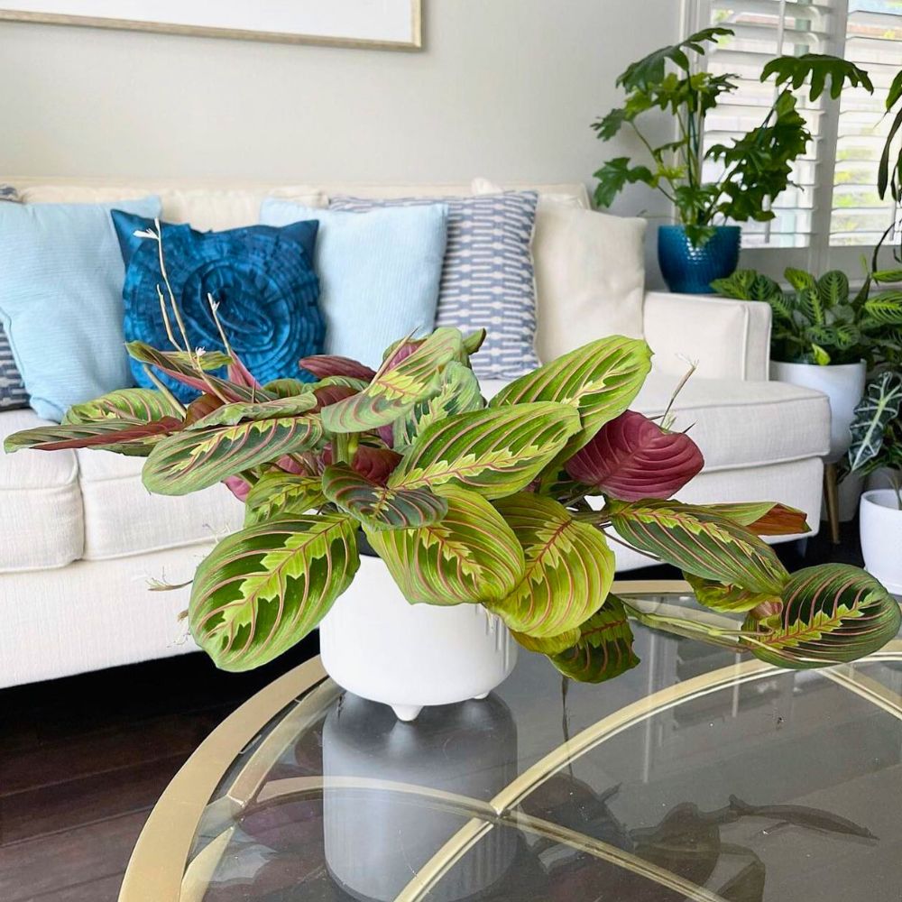 houseplants decor in living room 1