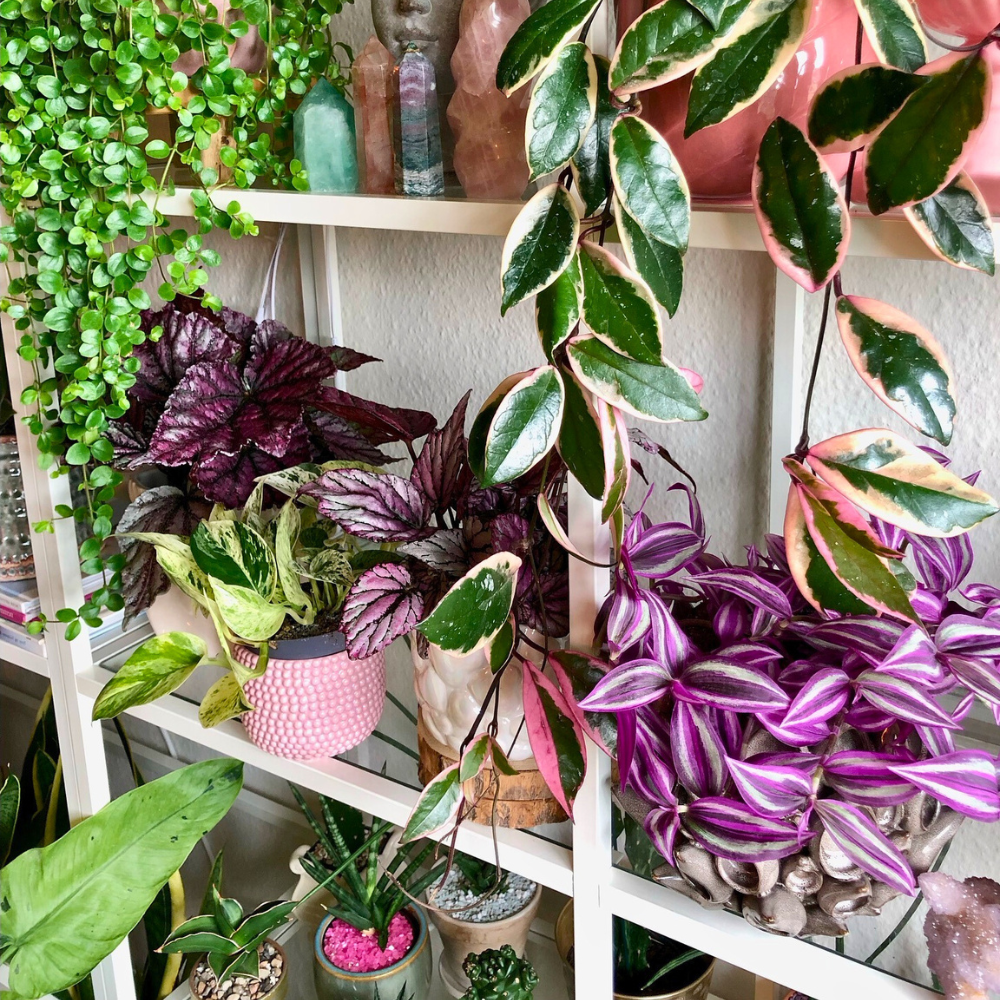 houseplants in living room corner shelf