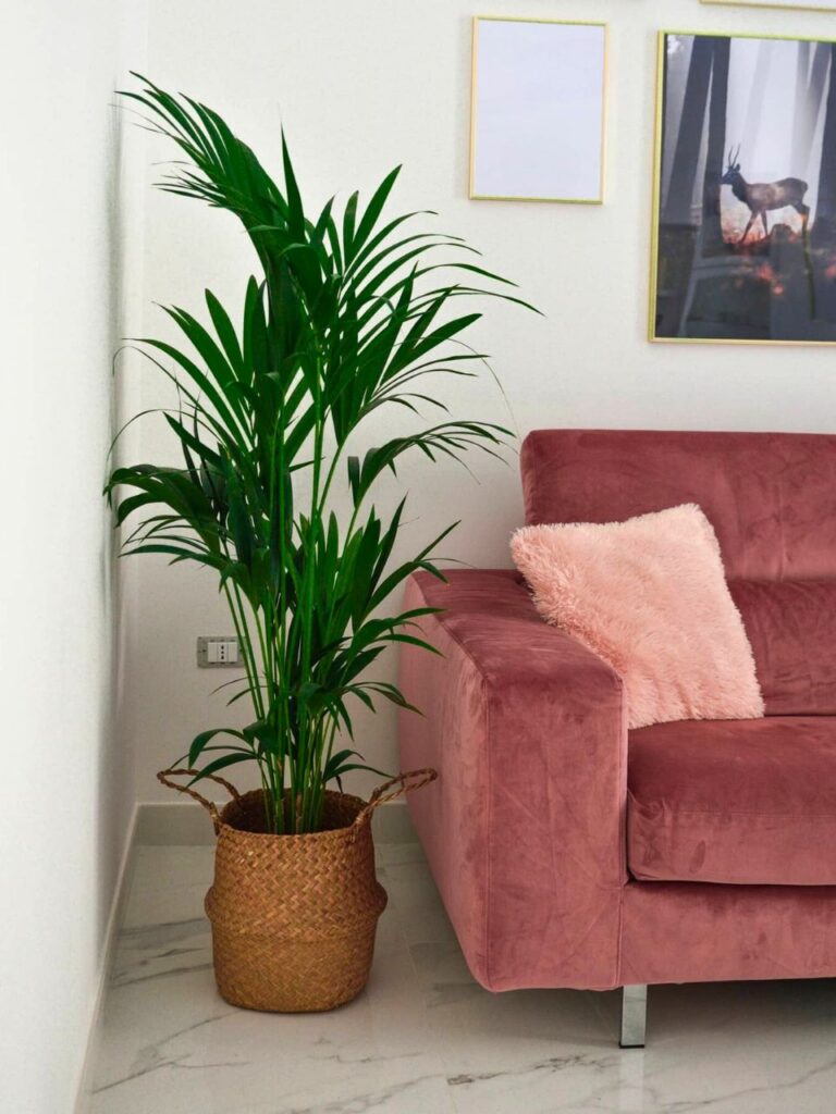 houseplants living room 1