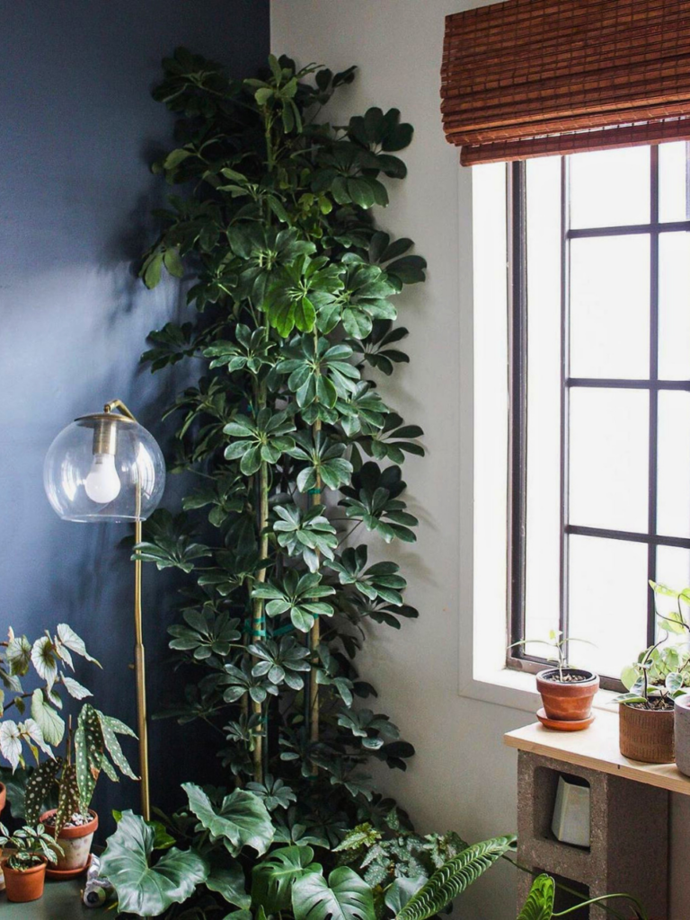 huge plants living room corner