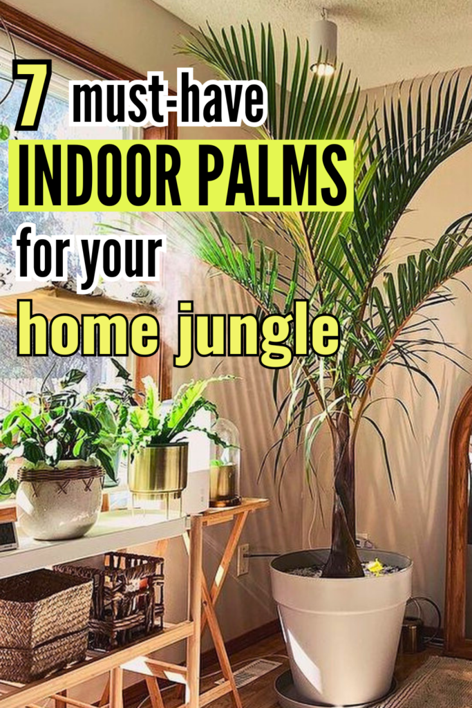 indoor palm plants