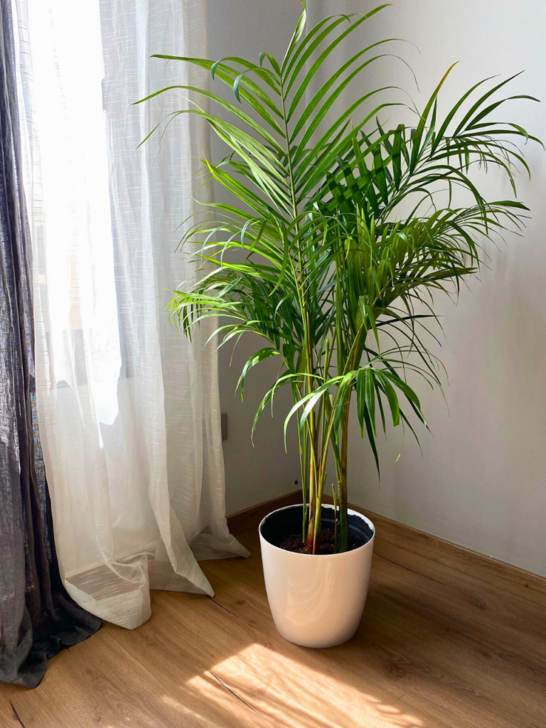indoor plants corner ideas