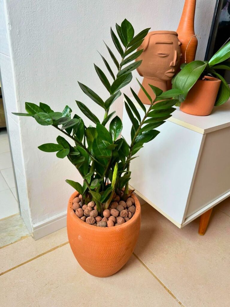 indoor plants decor living room 1
