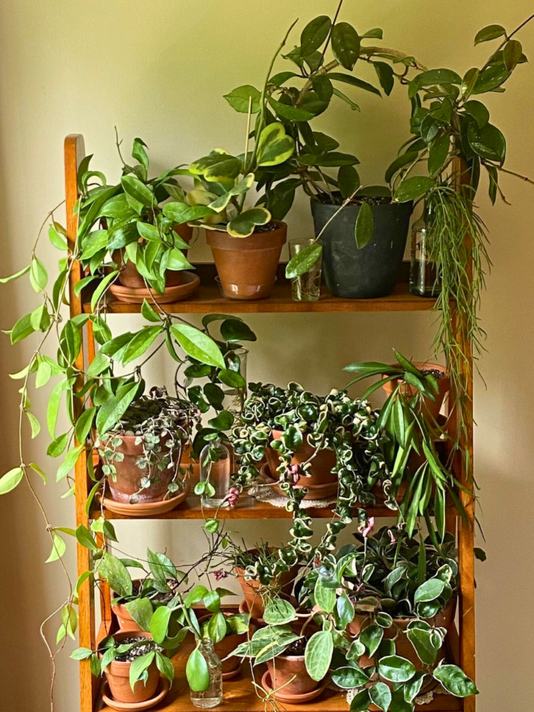 indoor plants decor living room corner