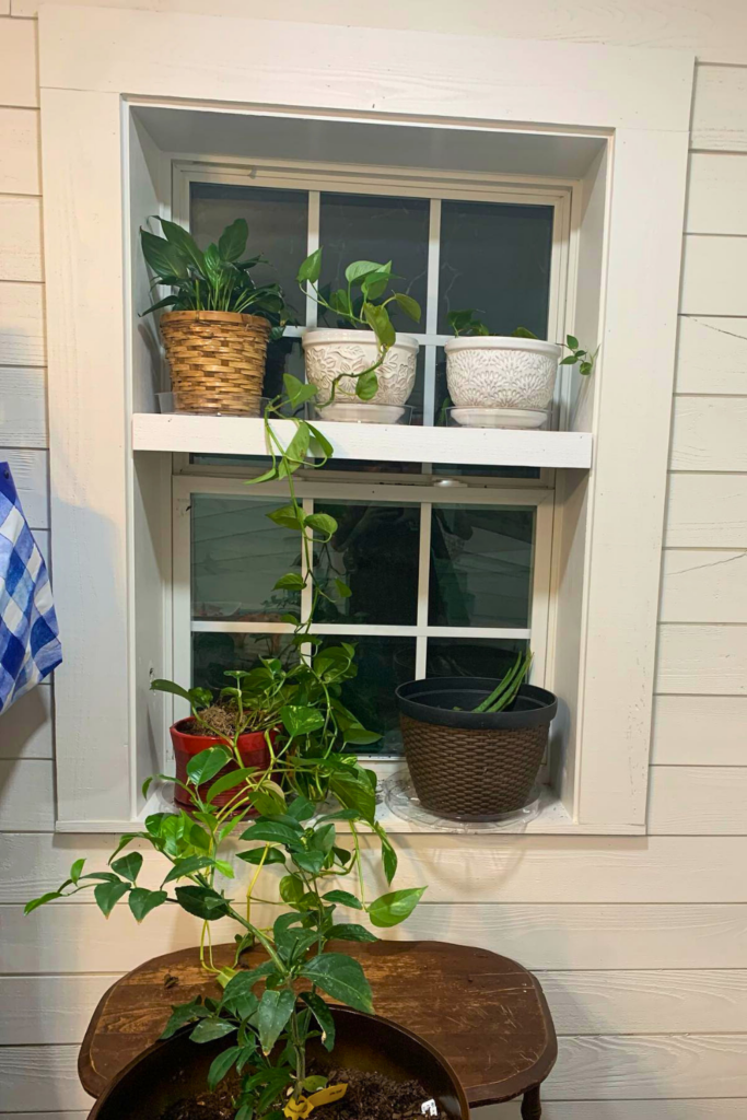 indoor window plants
