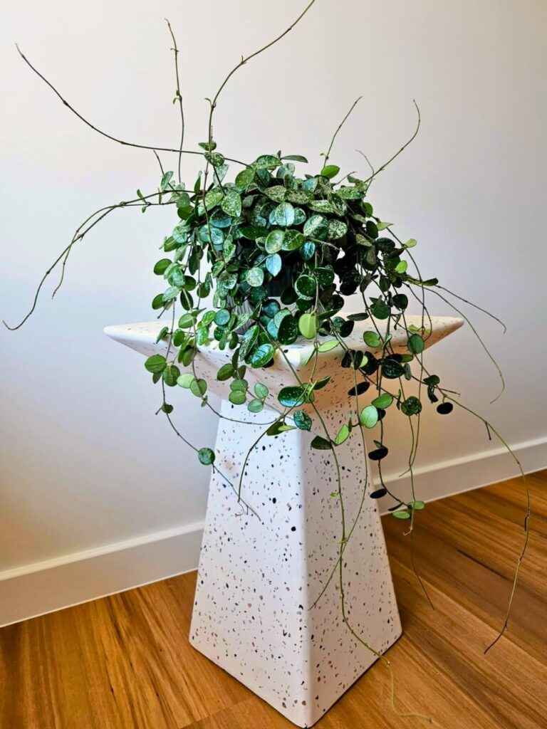 inside plants decor living room 1