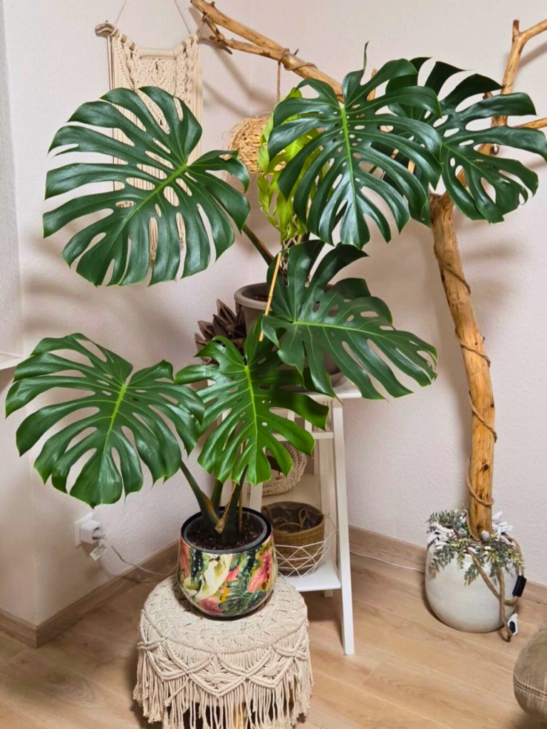jungle corner house plants