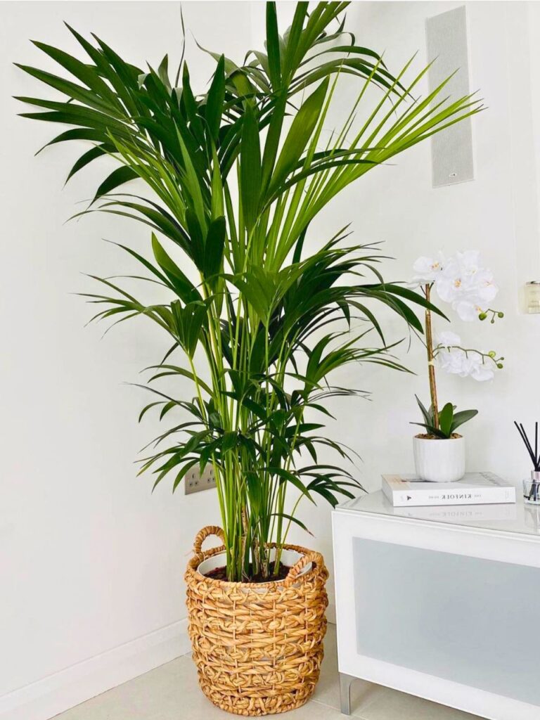kentia palm indoor