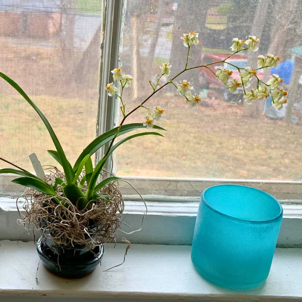 kitchen plants by the window
