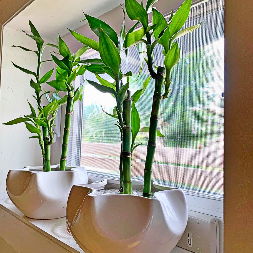 kitchen sink window plants