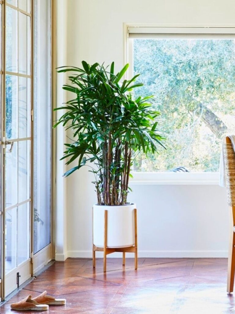 lady palm indoor