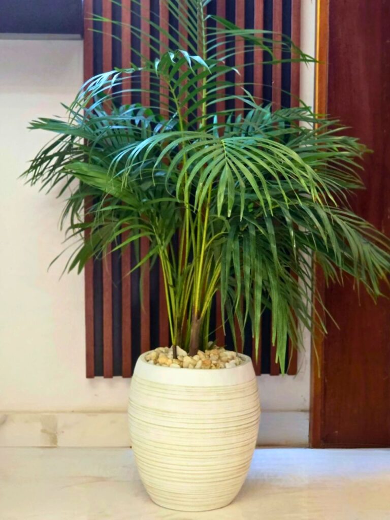 large indoor areca palm