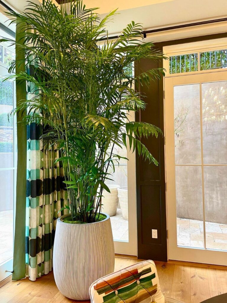 large indoor bamboo palm plant