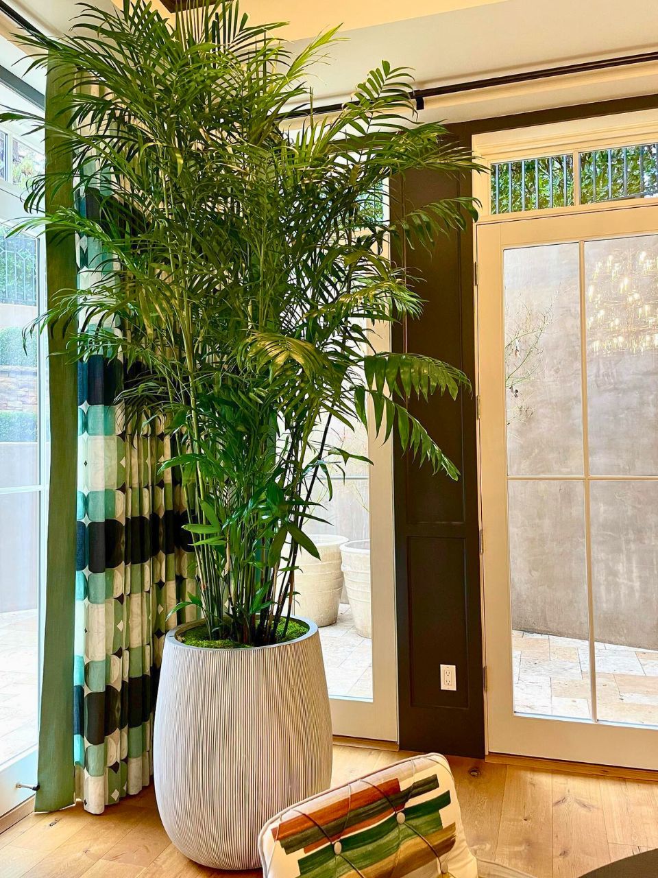 large indoor bamboo palm plant