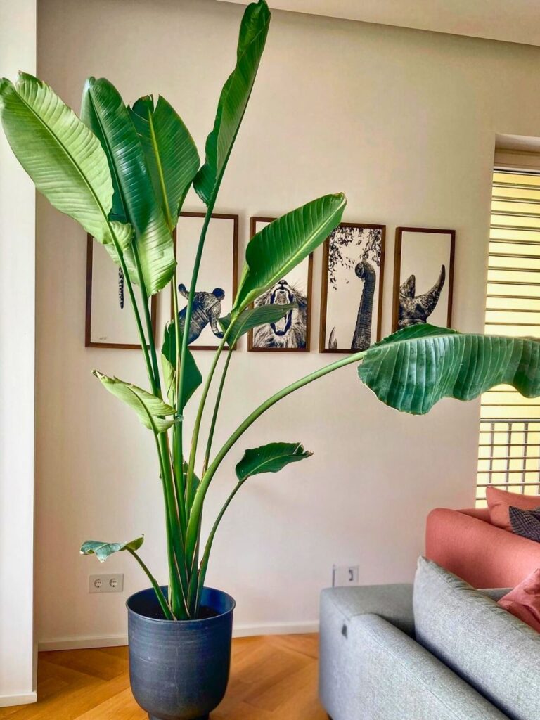 large indoor bird of paradise plant