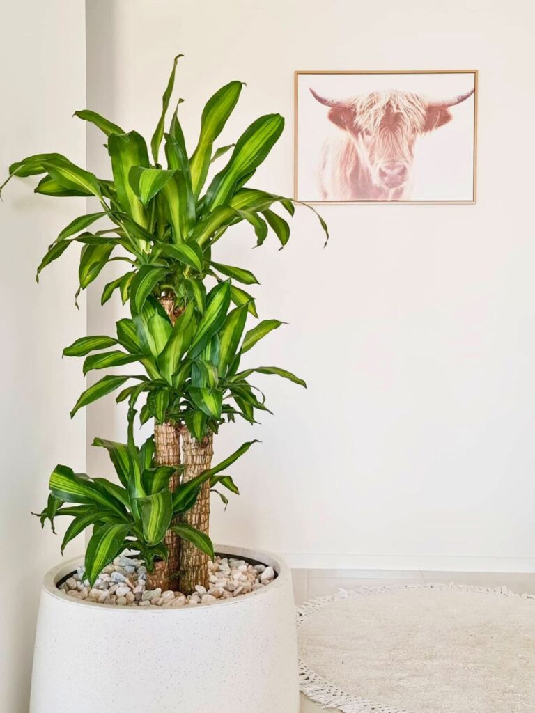 large indoor corn plant
