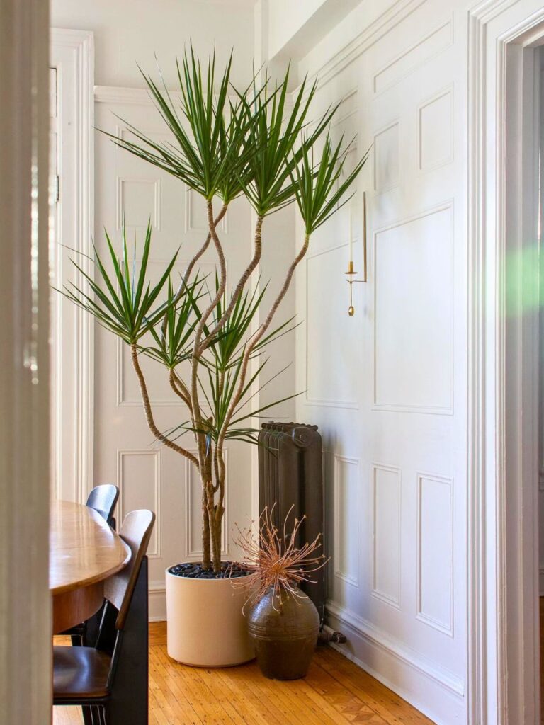 large indoor dragon tree