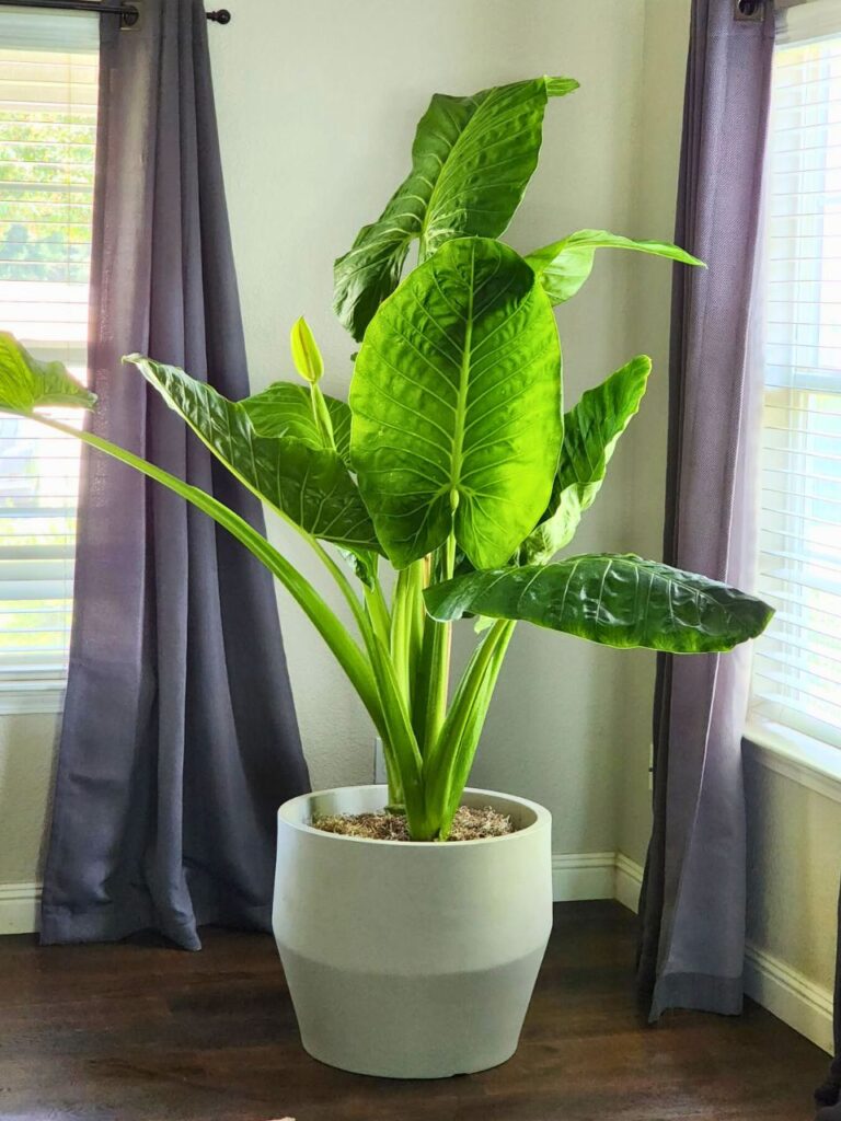 large indoor elephant ear plant