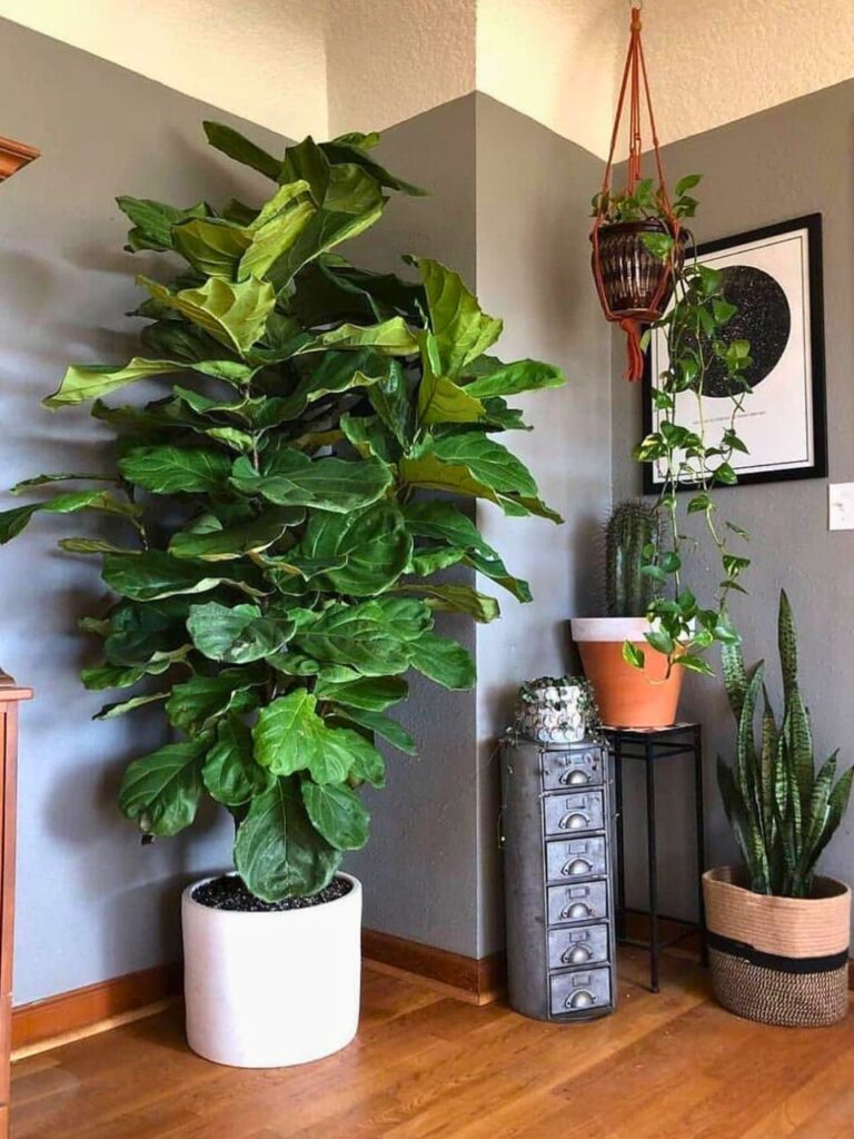 large indoor fiddle leaf fig plant