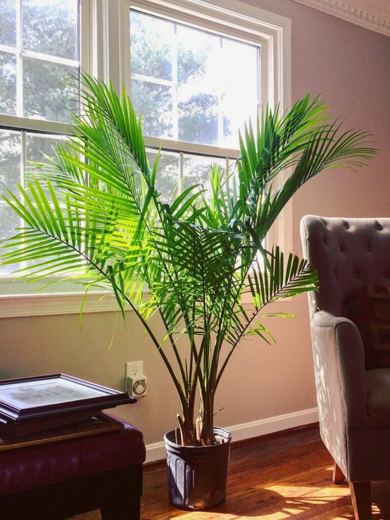 large indoor majesty palm plant