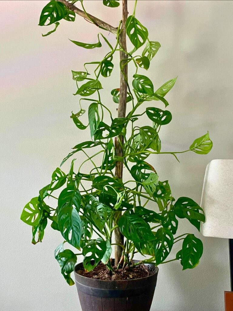 large indoor monstera adansonii plant