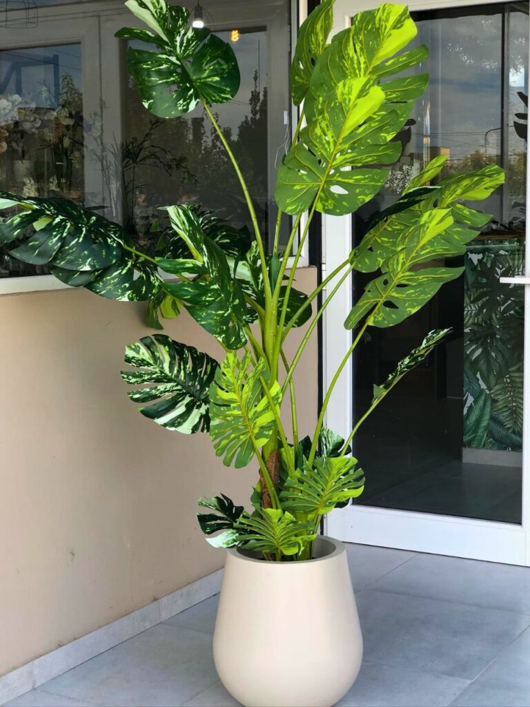 large indoor monstera deliciosa plant