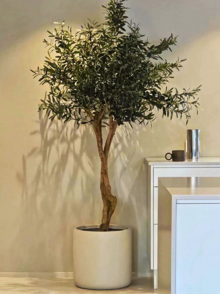 large indoor olive tree