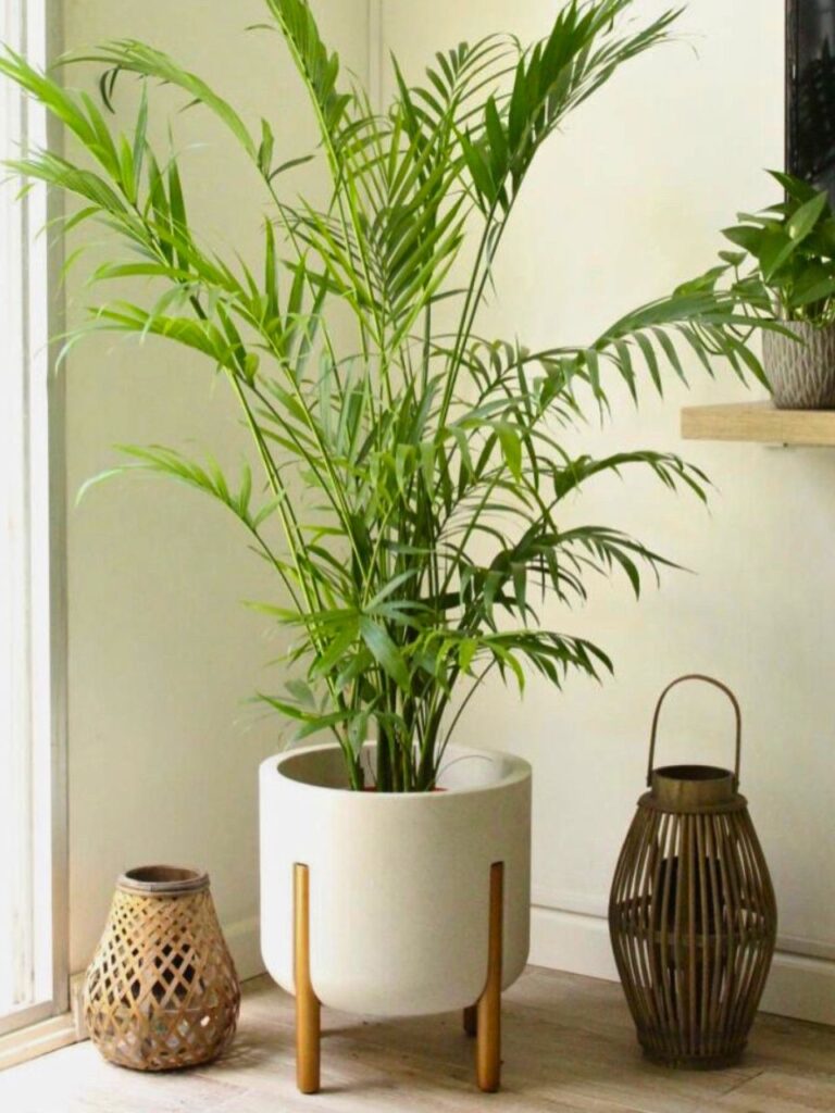 large indoor parlor palm plant