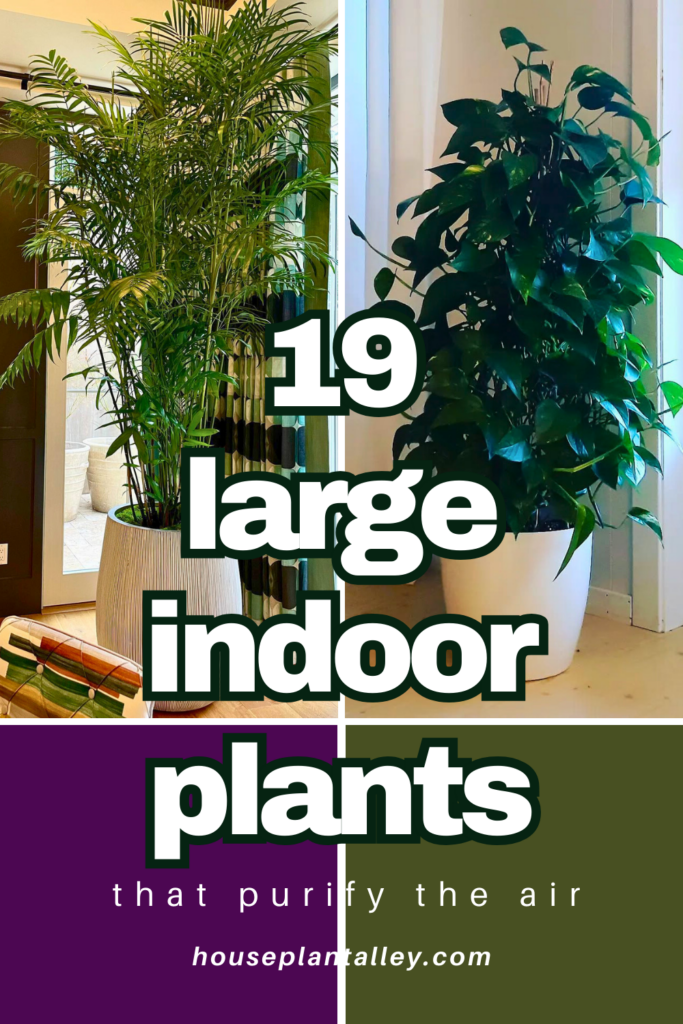 large indoor plants