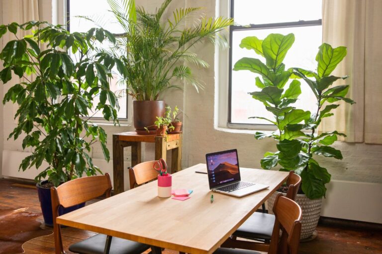 large indoor plants