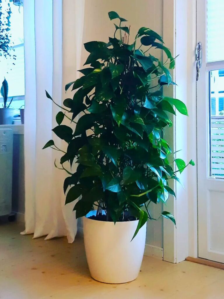 large indoor pothos plant