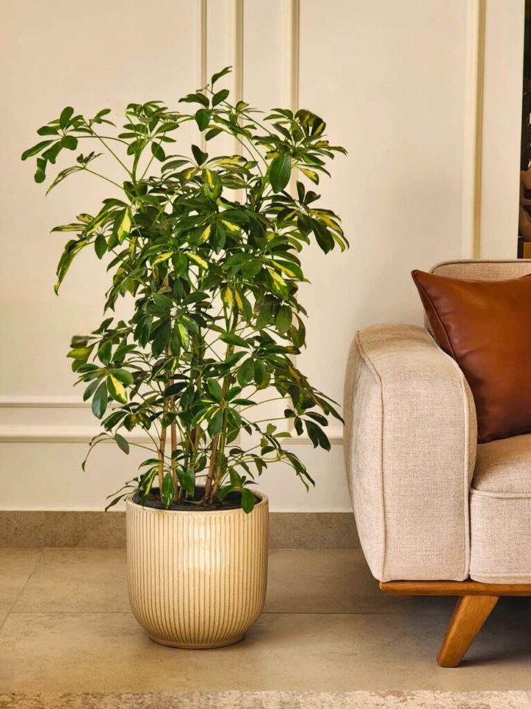 large indoor umbrella plant