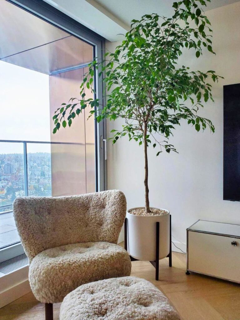 large indoor weeping fig plant 1